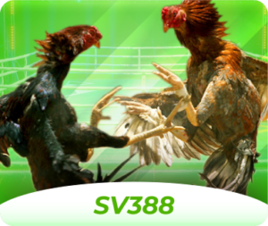 KK8 cock fighting online live SV388